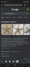 [TodoMarino.com] Cuál Estrella de mar es este? Es reef safe?