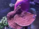 [TodoMarino.com] Urge! Capricornis roja XL