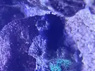 [TodoMarino.com] CandyMoon Reef