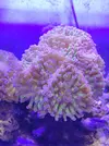 [TodoMarino.com] Vendo Euphyllia Paraancora