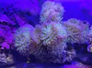 [TodoMarino.com] Vendo Euphyllia Paraancora