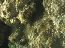 [TodoMarino.com] Identificar alga
