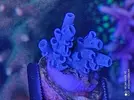 [TodoMarino.com] Esquejes de acropora