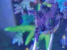 [TodoMarino.com] Esquejes de acropora