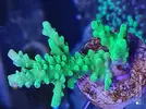 [TodoMarino.com] Esquejes de acropora