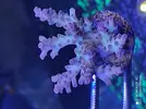 [TodoMarino.com] Esquejes de acropora