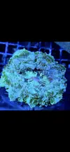 [TodoMarino.com] Acantho verde flúor