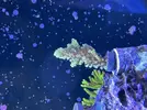 [TodoMarino.com] Saben el nombre de este acropora? O millepora