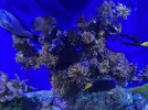 [TodoMarino.com] Venta anémona ectamea cuadricolor naranja