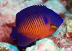 [TodoMarino.com] Vendo peces por desmonte (Valdemoro)