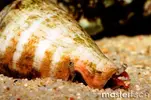 [TodoMarino.com] Vendo peces por desmonte (Valdemoro)