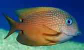 [TodoMarino.com] Vendo peces por desmonte (Valdemoro)