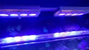 [TodoMarino.com] Ai hydras x2 + Ai director