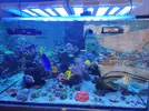 [TodoMarino.com] Acuario 3200 Litros