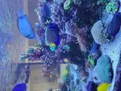 [TodoMarino.com] Acuario 3200 Litros