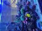 [TodoMarino.com] Acuario 3200 Litros