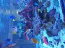 [TodoMarino.com] Acuario 3200 Litros