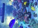 [TodoMarino.com] Acuario 3200 Litros