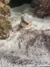 [TodoMarino.com] (nuevas fotos microscopio) ayuda Dinos y ciano