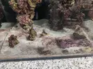 [TodoMarino.com] (nuevas fotos microscopio) ayuda Dinos y ciano