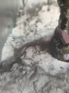 [TodoMarino.com] (nuevas fotos microscopio) ayuda Dinos y ciano