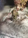 [TodoMarino.com] (nuevas fotos microscopio) ayuda Dinos y ciano