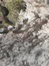 [TodoMarino.com] (nuevas fotos microscopio) ayuda Dinos y ciano