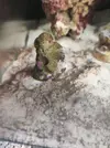 [TodoMarino.com] (nuevas fotos microscopio) ayuda Dinos y ciano
