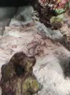[TodoMarino.com] (nuevas fotos microscopio) ayuda Dinos y ciano