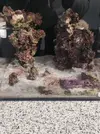 [TodoMarino.com] (nuevas fotos microscopio) ayuda Dinos y ciano