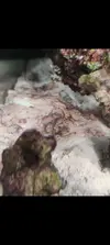 [TodoMarino.com] (nuevas fotos microscopio) ayuda Dinos y ciano