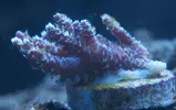 [TodoMarino.com] El Reef de Little