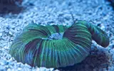 [TodoMarino.com] El Reef de Little