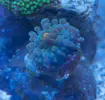 [TodoMarino.com] El Reef de Little