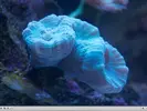 [TodoMarino.com] El Reef de Little