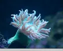 [TodoMarino.com] El Reef de Little