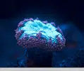 [TodoMarino.com] El Reef de Little