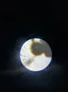 [TodoMarino.com] (nuevas fotos microscopio) ayuda Dinos y ciano