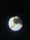 [TodoMarino.com] (nuevas fotos microscopio) ayuda Dinos y ciano