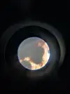 [TodoMarino.com] (nuevas fotos microscopio) ayuda Dinos y ciano