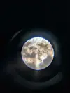 [TodoMarino.com] (nuevas fotos microscopio) ayuda Dinos y ciano