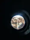 [TodoMarino.com] (nuevas fotos microscopio) ayuda Dinos y ciano