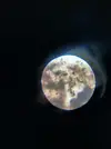 [TodoMarino.com] (nuevas fotos microscopio) ayuda Dinos y ciano