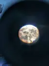 [TodoMarino.com] (nuevas fotos microscopio) ayuda Dinos y ciano