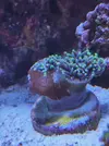 [TodoMarino.com] Euphyllia enferma?