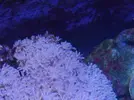 [TodoMarino.com] Coral estresado???