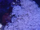 [TodoMarino.com] Coral estresado???