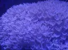 [TodoMarino.com] Coral estresado???