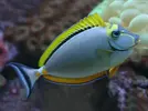 [TodoMarino.com] desjardinii, xanthurum y elegans