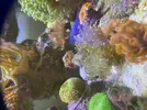 [TodoMarino.com] Nombre de este frog spawn?